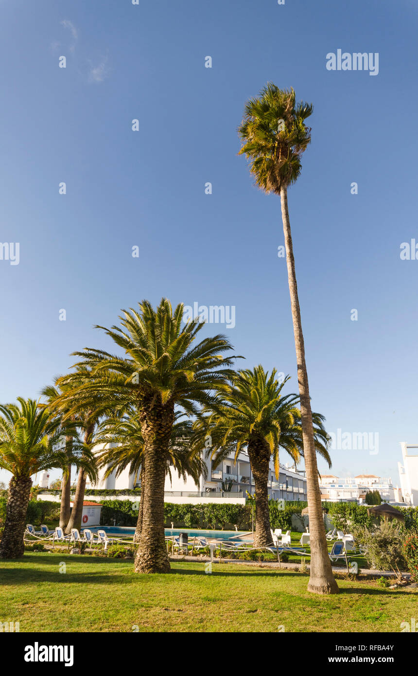 Zwei Lüfter Palmen, Mexikanischen fan Palm, mexikanische Washingtonia, kanarische Dattelpalme, Ananas Palm, Portugal. Stockfoto