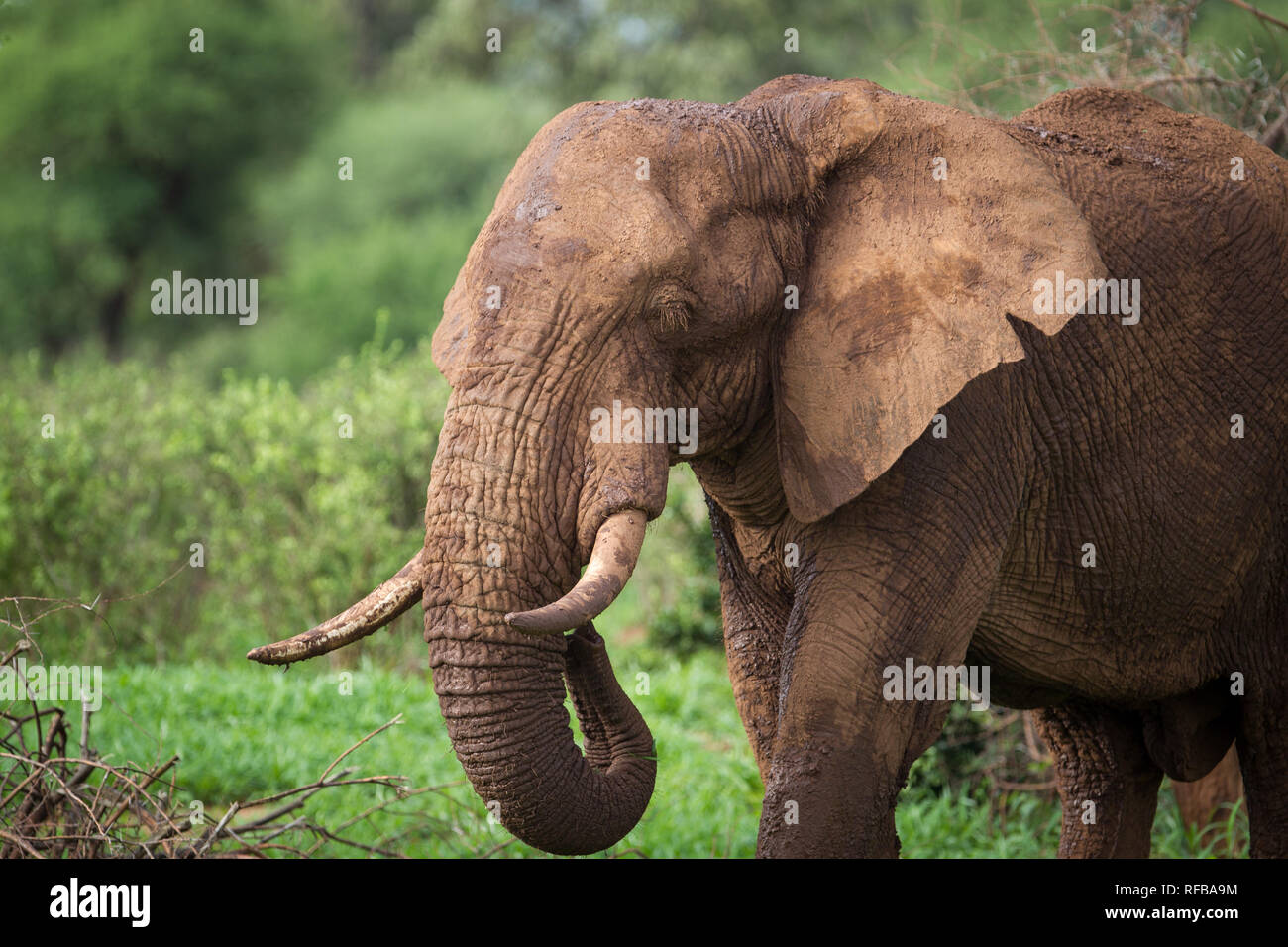 Das Pafuri Region im äußersten Norden von Kruger National Park ist ein herrliches Ziel für eine Safari mit viel Wildnis und unglaubliche Landschaften. Stockfoto