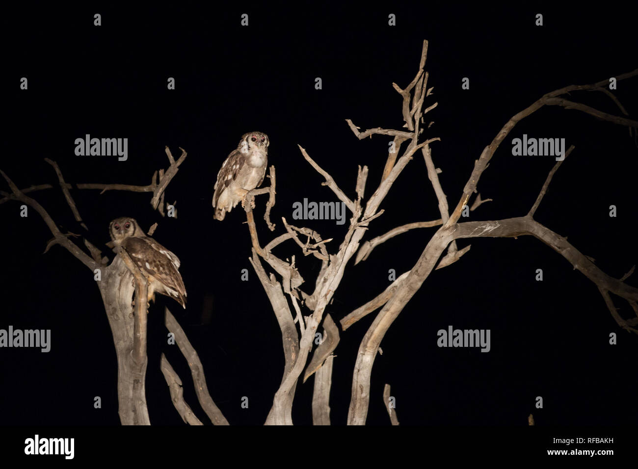 Das Pafuri Region im äußersten Norden von Kruger National Park ist ein herrliches Ziel für eine Safari mit viel Wildnis und unglaubliche Landschaften. Stockfoto