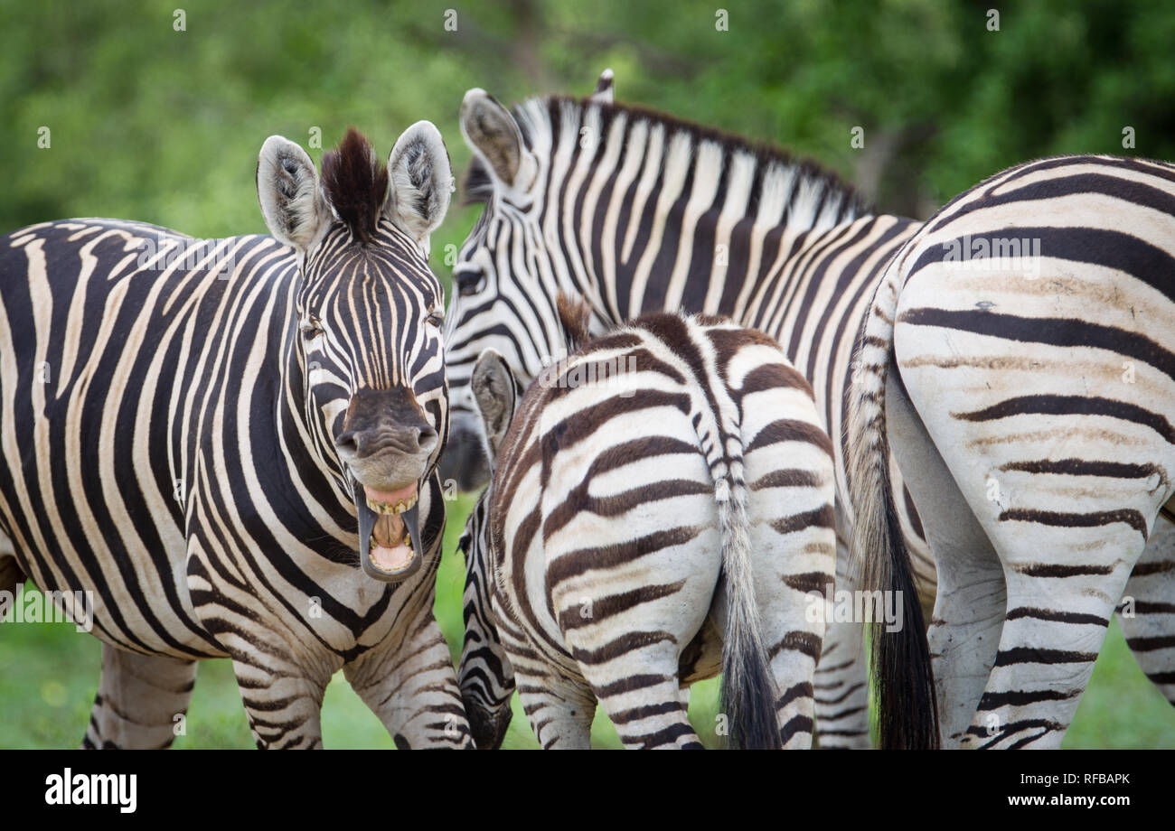 Das Pafuri Region im äußersten Norden von Kruger National Park ist ein herrliches Ziel für eine Safari mit viel Wildnis und unglaubliche Landschaften. Stockfoto
