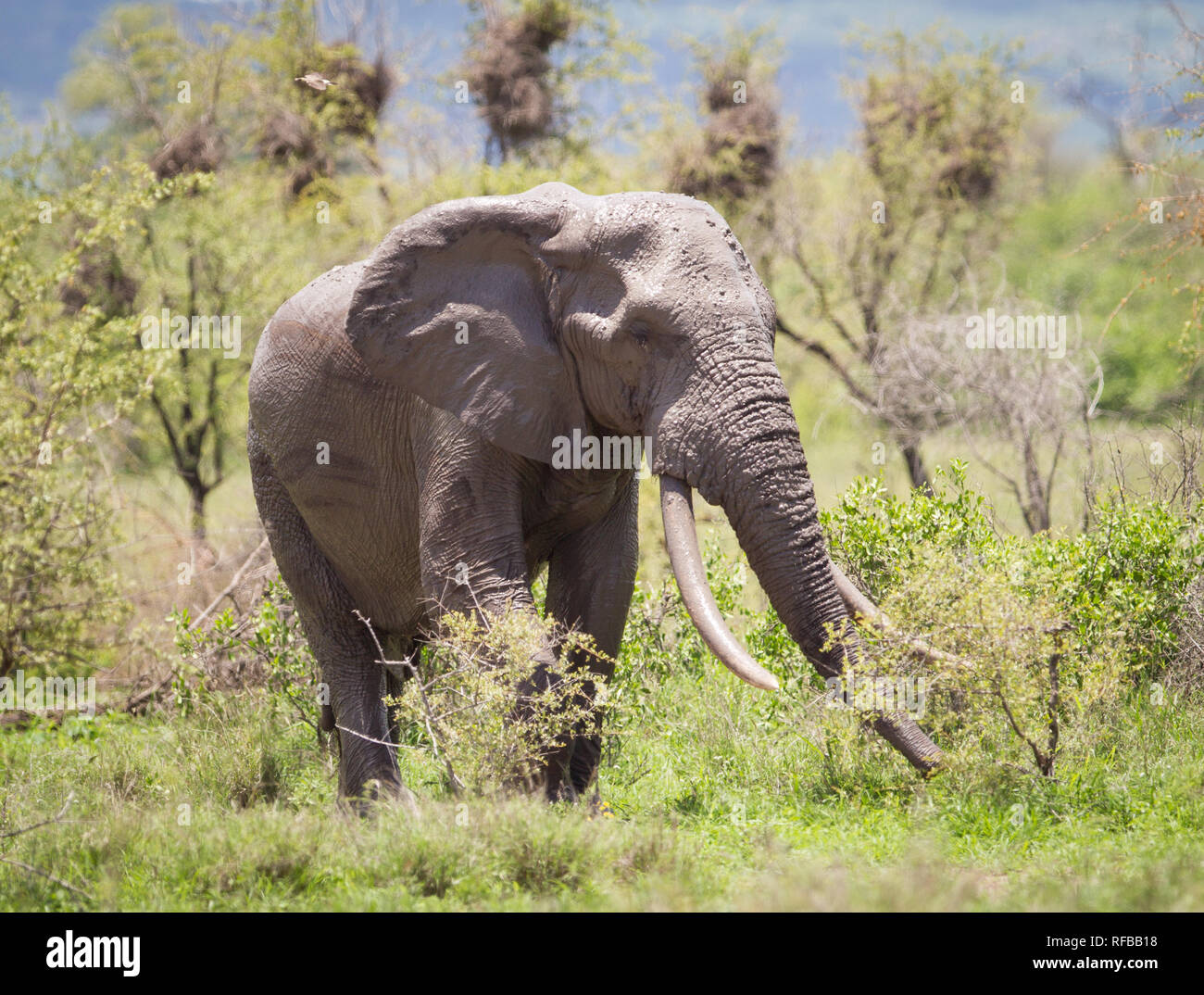 Krüger Nationalpark in Südafrika führt eine Datenbank der aufstrebenden Tuskers, die Elefanten mit den grössten Stosszähne im Park. Stockfoto