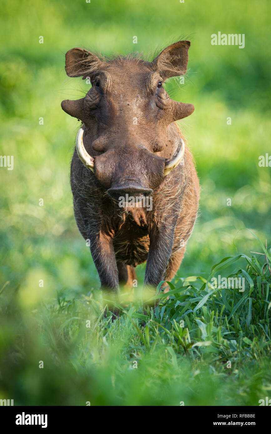 Das Pafuri Region im äußersten Norden von Kruger National Park ist ein herrliches Ziel für eine Safari mit viel Wildnis und unglaubliche Landschaften. Stockfoto