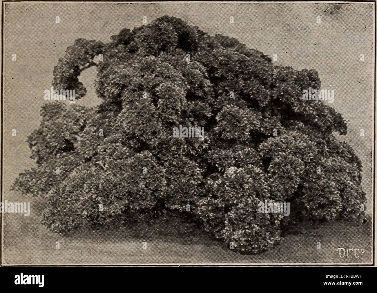 . Katalog 1915: Samen, Blumenzwiebeln, Stauden. Samen Samen Kataloge Kataloge; Gemüse; Blumen Samen Samen Kataloge Kataloge; Obst; Baumschulen (Gartenbau) Kataloge. Erdnüsse Wlien ihr Saatgut Bestellung senden, vergessen Sie nicht, ein paar Erdnüsse für die Jungen und Mädchen zu bestellen. Anlage im Mai in Bohrer 3 Meter auseinander, indem Sie die Muttern 8 bis 12 Zoll auseinander in der Bohrer. Pflegen und sauber halten. Per e-mail, Postpaid,]^lh., 15c; lb.. 25C. Pfeffer PiMENT, P... Pfeffer, Ger. Paprikas sind unentbehrlich als Würze für Suppen und Fleisch. Die große Sorten sind vor allem für den Zweck verwendet, und für Beizen. Der mil Stockfoto