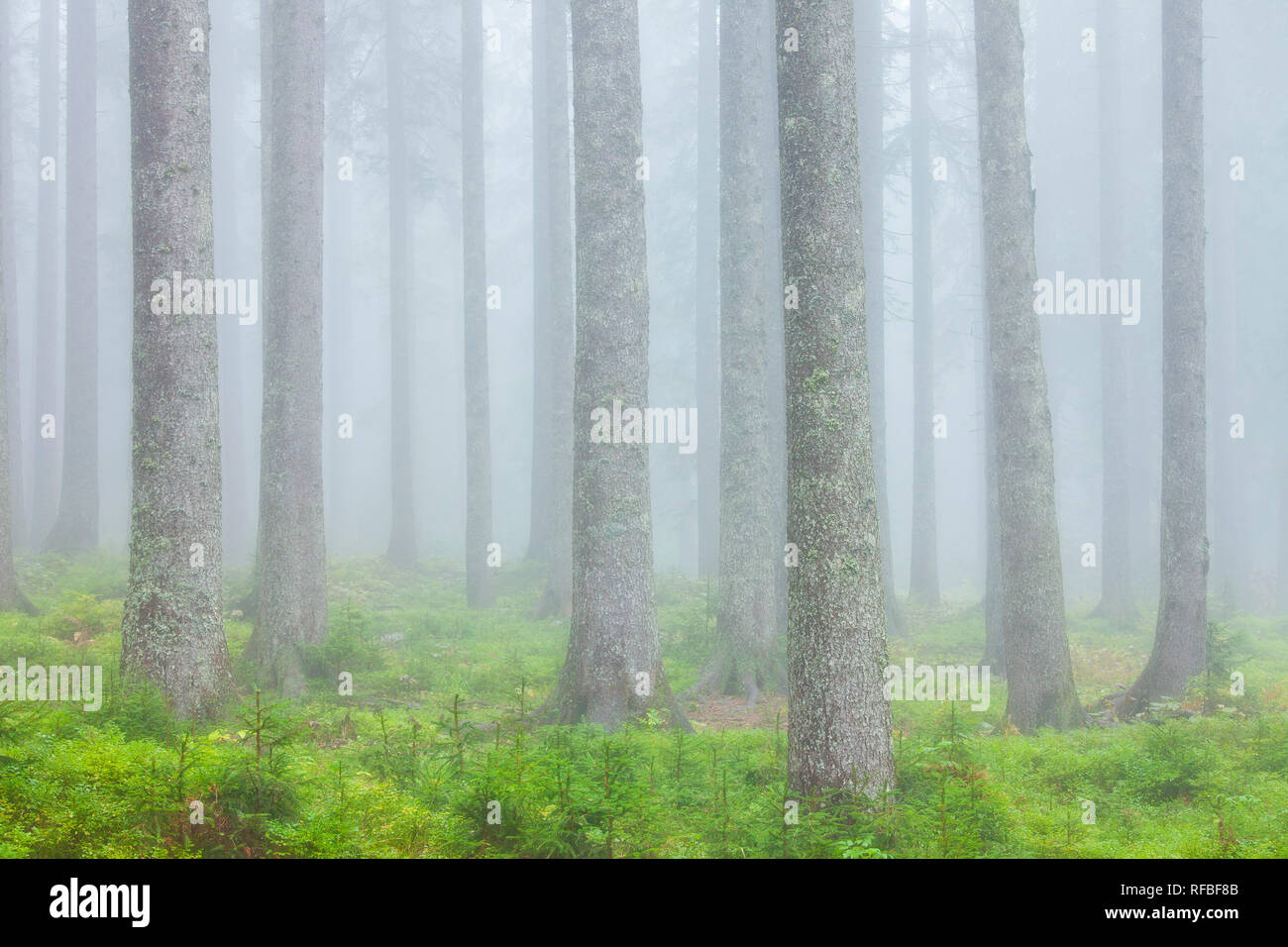 Baumstämme im Nebel, die Julischen Alpen, Slowenien Stockfoto