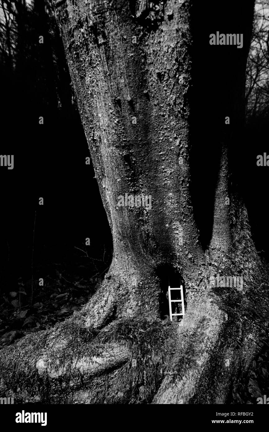 Bewohnten Baum - Leiter in einem Baumstamm gelegt - ausbürgerung Stockfoto