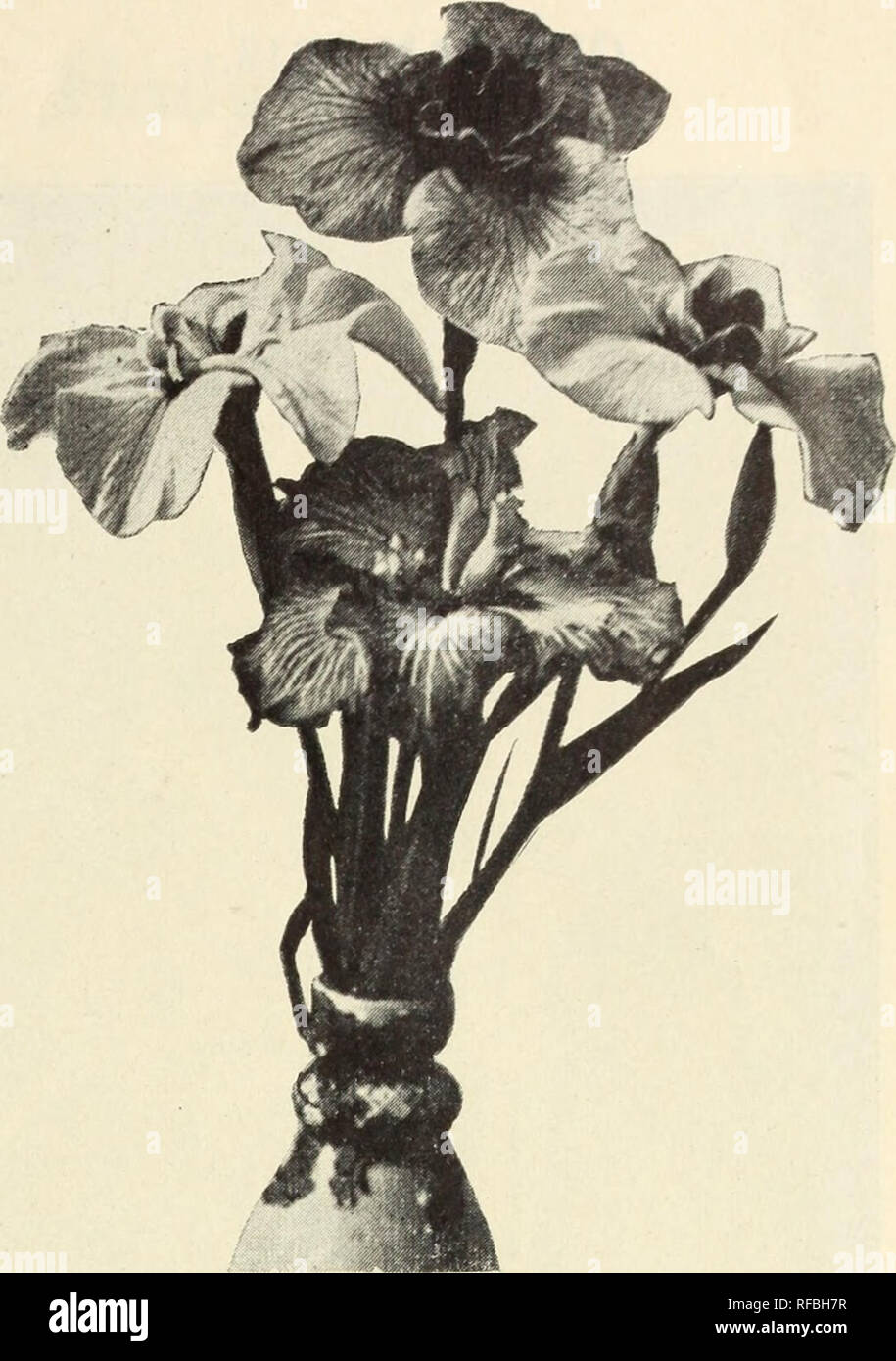 . Katalog der Stauden Sträucher, Kletterpflanzen, Rosen, Heckenpflanzen immergrüne Bäume kleine Obst und Garten Wurzeln mit Abbildungen und Kommentare: Nein. 1. Bäume Kataloge; Blumen; Pflanzen Kataloge Kataloge; Gartenbau; Stauden Kataloge Kataloge Kataloge; Obst; Sträucher Kataloge; kommerzielle Kataloge New Jersey kleine Silberne. Sibirische Iris.. Sibirische UND ANDERE IRIS. PSEUDO ACORUS. Wasser Flagge. (2 bis 3 ft.)-Ot groß Gewohnheit und produziert goldgelbe Blüten im Juni. Blumen ähneln Deutsche Iris aber Anlage ist völlig verschieden von allen anderen Arten. Bevorzugt einen feuchten oder nassen Situation. Jeder, 12c; Stockfoto