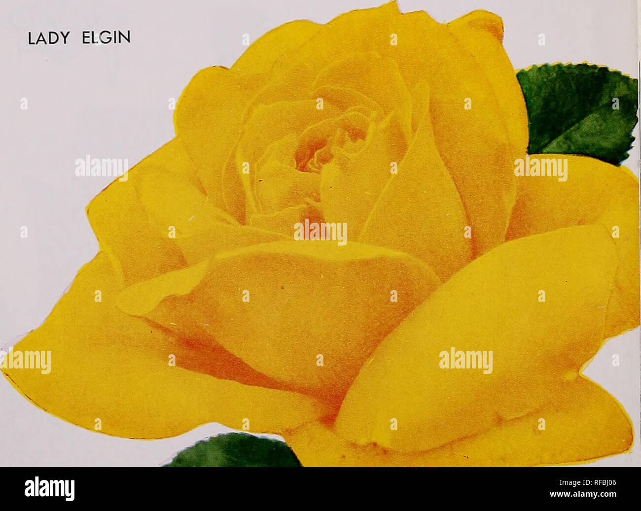 . Katalog der Garten Größe: Herbst Frühjahr 1958 1959. Dame Elgin KORDES PERFECTA Dame Elgin. (Pat. 1469). Riesige, gut aussehenden Knospen öffnen-ing zu großen, eleganten Blüten von spannenden orange und Aprikose. Stark, aufrecht wachsende Gewohnheit, Laub von gute Farbe. Jeden $ 2,50, 3 für $ 6.60. GOLDEN Charme. Bitte beachten Sie, dass diese Bilder sind von der gescannten Seite Bilder, die digital für die Lesbarkeit verbessert haben mögen - Färbung und Aussehen dieser Abbildungen können nicht perfekt dem Original ähneln. extrahiert. Arp-Gärtnerei Unternehmen; Henry G. Gilbert Baumschule und Saatgut Handel Katalog Kollektion. Tyler, Stockfoto