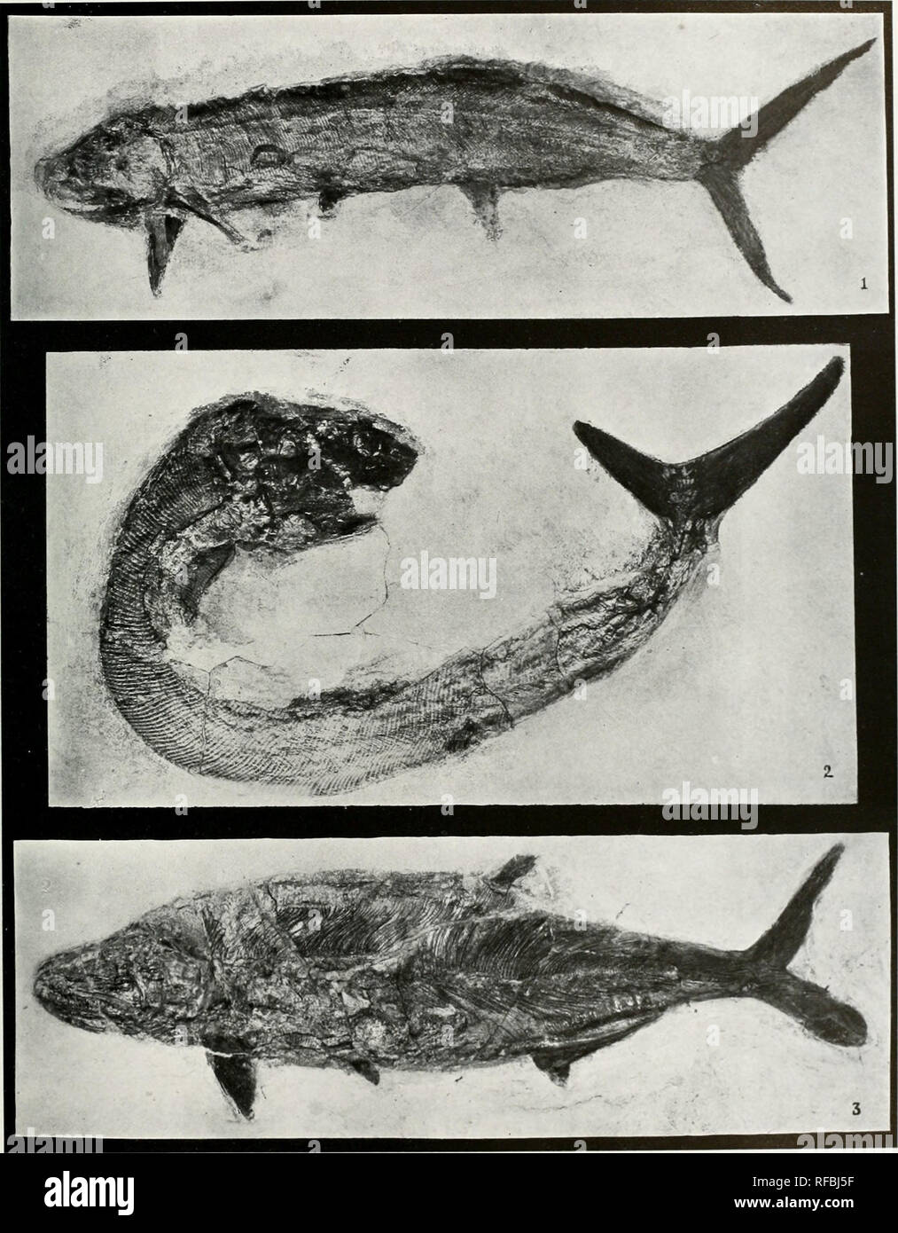 . Katalog der Fossile Fische im Carnegie Museum. Fische, Fossil. Memoiren Carnegie Museum, Bd. VI, Platte, LXXI. Fk;. 1. Hi/]&gt;s () corniuy niacrodiin (W. uin' ku). Fid. 2. Hypsocormus macrixhtii (Waiim-. k). Untere Lohk ok Cai 'du,. Fi (ich. "A. Hypsocormuf: inKkpiis V (! NKi;. C M. Kat. Vn&gt;. FisllKs, X. xw. 7 l).') MM. M. in der Kat. Fos V FisiiKs. Nr..') Lllll. • Iii') MM. • LioM ('t K1 Cat. Fo.S.s. Kl. sllK. s, Nr..") Ich'. tS. .') Id MM. Bitte beachten Sie, dass diese Bilder aus gescannten Seite Bilder, die digital für die Lesbarkeit verbessert haben mögen - Färbung und das Aussehen von t extrahiert werden Stockfoto