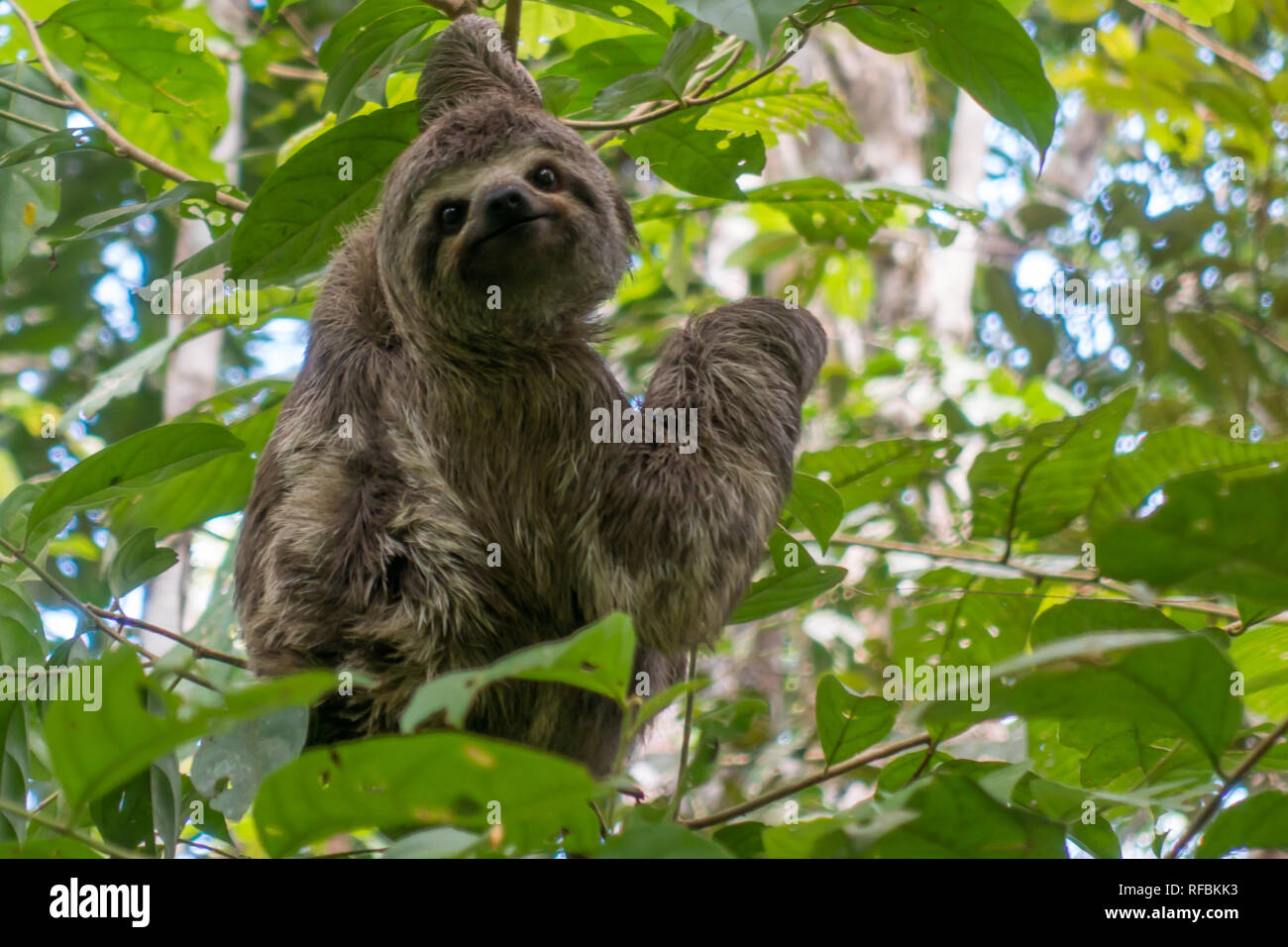 Eine junge Drei-toed Sloth im Amazonas Regenwald von Peru ist spannend für Ecotourists Nahaufnahme zu sehen Stockfoto