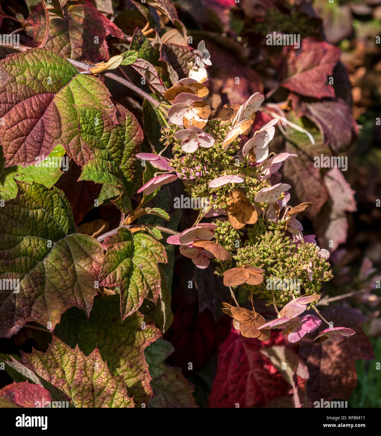 Oak Leaved Hortensie im Herbst Stockfoto