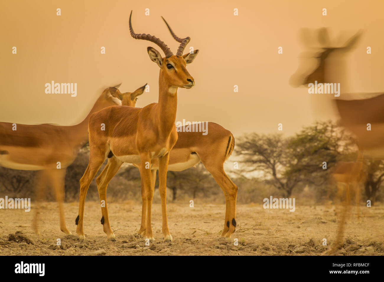 Onguma Game Reserve ist eine Private Reserve auf der östlichen Grenze des Etosha National Park, bietet einen atemberaubenden trockenen Landschaften und ausgezeichnete Wildlife Stockfoto