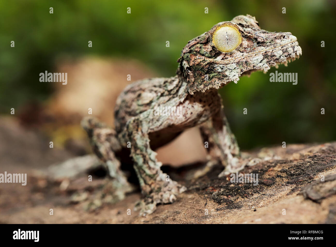 Moosigen Blatt-tailed gecko Stockfoto