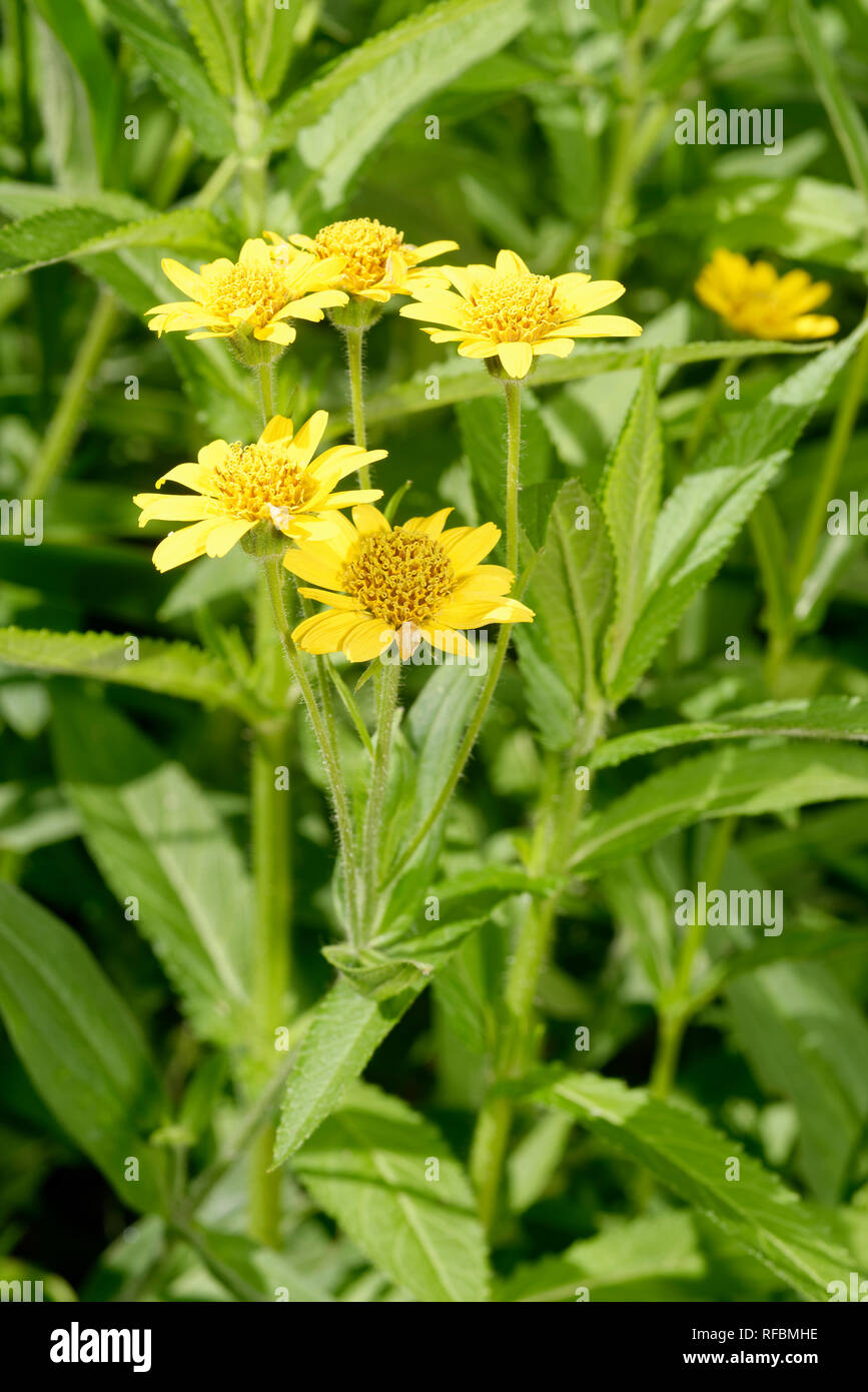 Arnica montana eine Gelbe Alpine Composite Blume Stockfoto