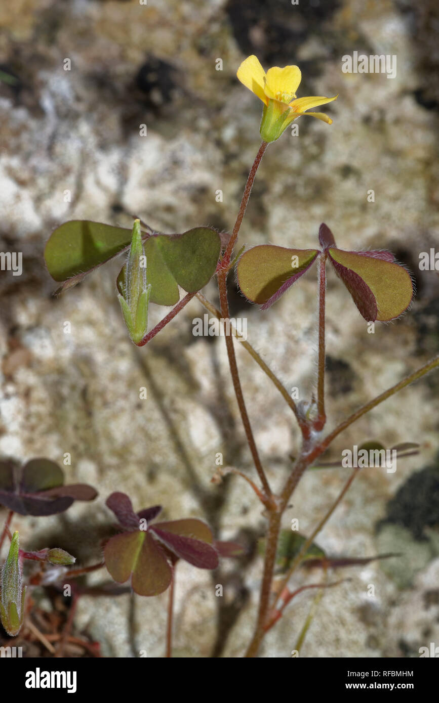Liegend oder das Verteilen von Gelben Sauerampfer - Oxalis corniculata gemeinsamen Garten Unkraut Stockfoto