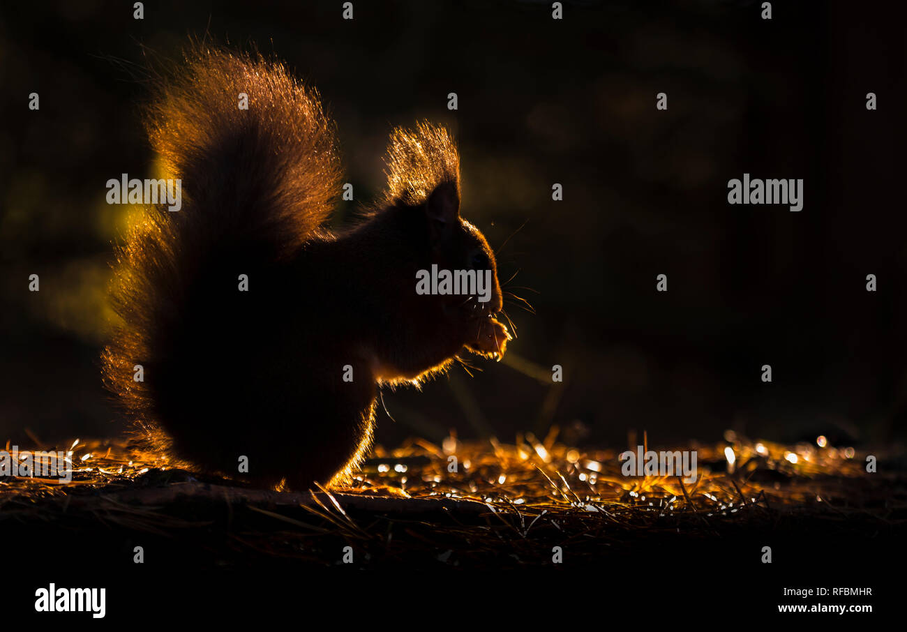 England, County Durham, North Pennines. Eine junge gefährdete Rote Eichhörnchen suchen nach Essen auf einem Teppich der herbstlichen gefallene Kiefernadeln von t Silhouette Stockfoto
