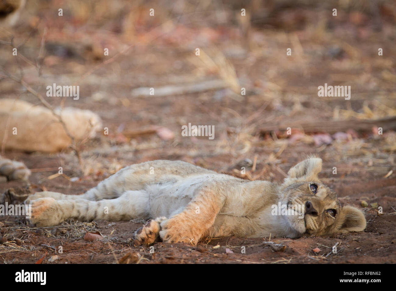 Ongava Game Reserve an der südlichen Grenze des Etosha National Park, Kunene Region, Namibia, ist ein beliebtes Ziel für Tierbeobachtungen auf Safari. Stockfoto