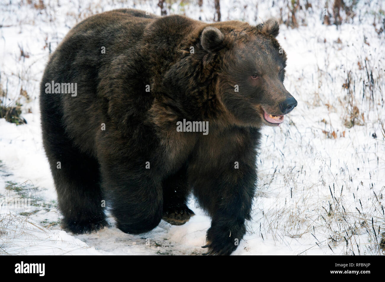 Laden captive Grizzly (braun) tragen in der Nähe von haines Alaska Stockfoto