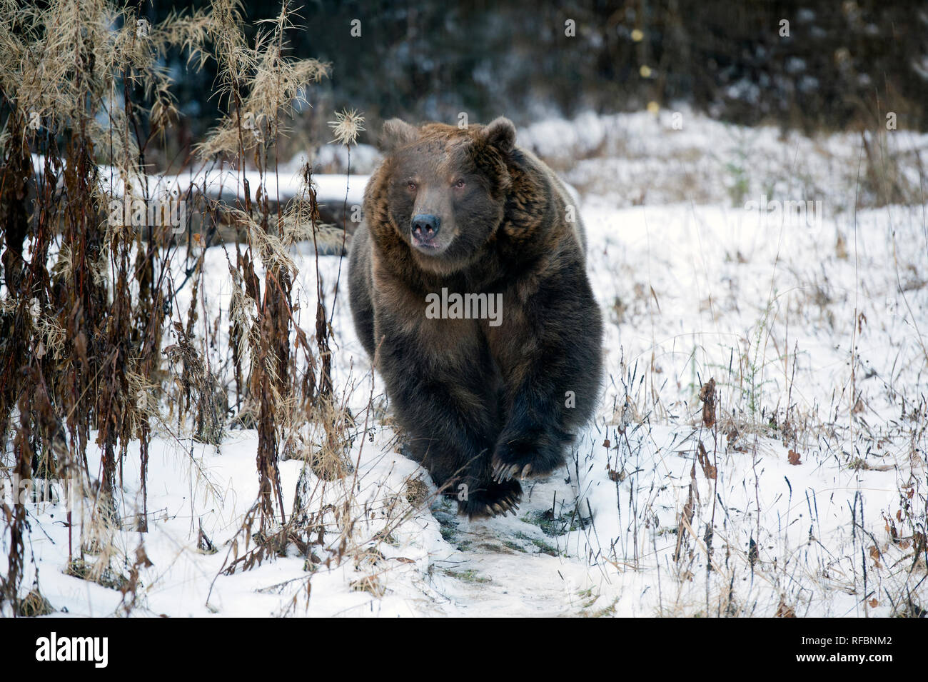 Laden captive Grizzly (braun) tragen in der Nähe von haines Alaska Stockfoto