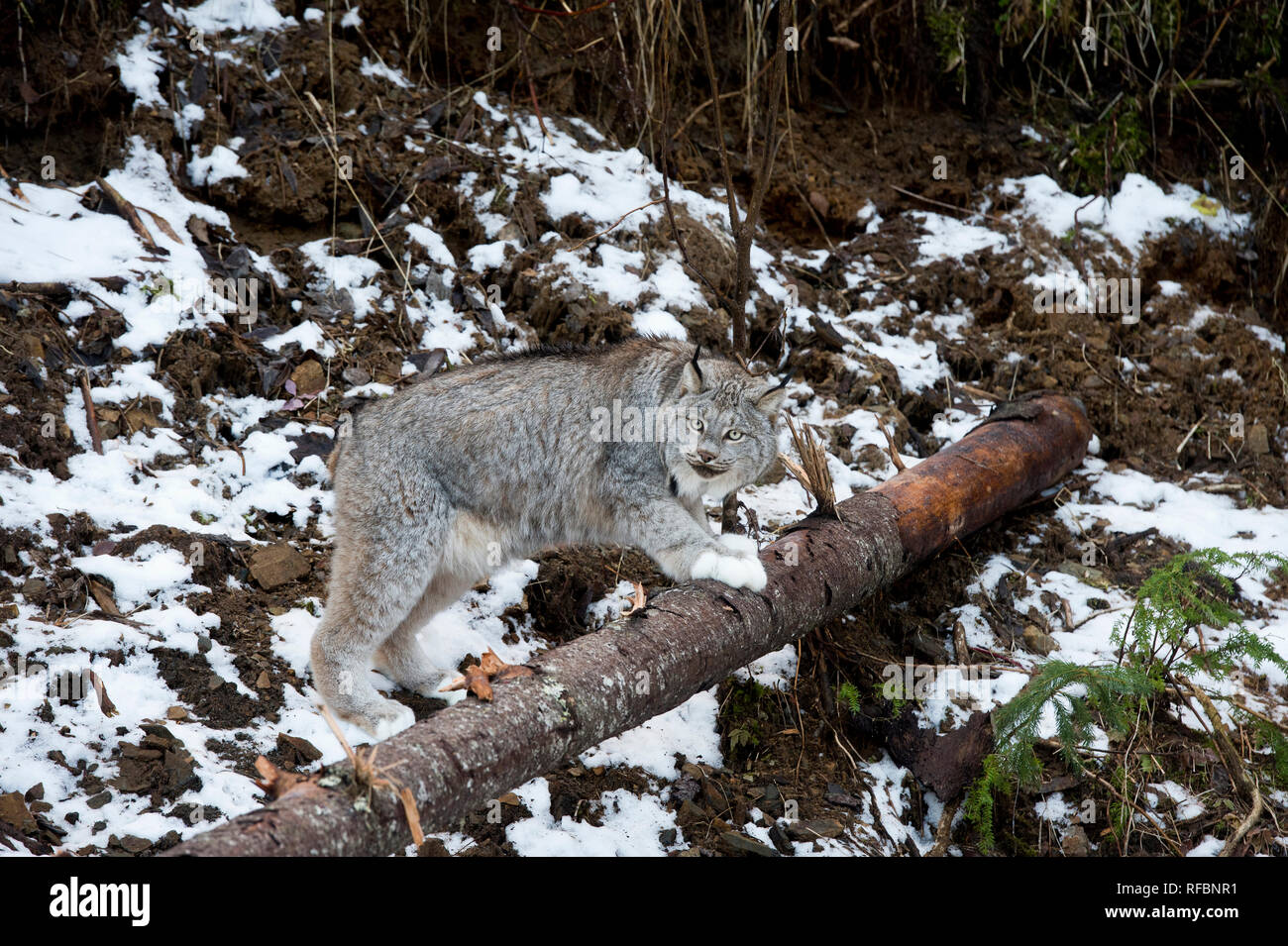 Captive Kanada Luchs (Lynx canadensis) auf einem Baumstamm in der Nähe von haines Alaska schiefen Stockfoto