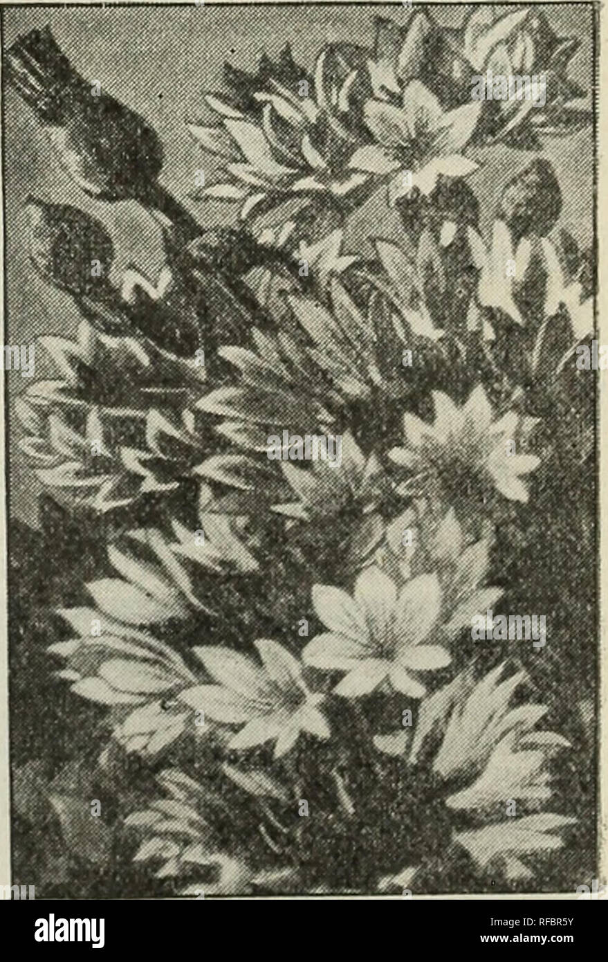 . 1901 Johnson&amp; Stokes Garten und Hof. Baumschulen (Gartenbau), Pennsylvania, Philadelphia, Kataloge, Baumschulen, Pennsylvania, Philadelphia, Kataloge, Gemüse, Samen, Pennsylvania, Philadelphia, Kataloge, Blüten, Samen, Pennsylvania, Philadelphia, Kataloge; Obst, Pennsylvania, Philadelphia, Kataloge, Muttern, Pennsylvania, Philadelphia, Kataloge, Gartenarbeit, Ausrüstungen und Zubehör, Kataloge ; Saatgut Industrie und Handel, Pennsylvania, Philadelphia, Kataloge. Straußenfedern CELOSIA.. Gefiederte SORTEN 683. TRIOMPHE d'Exposition. Große, gefiederten, Crimson Plumes. Pkt., 10 C 684. F Stockfoto