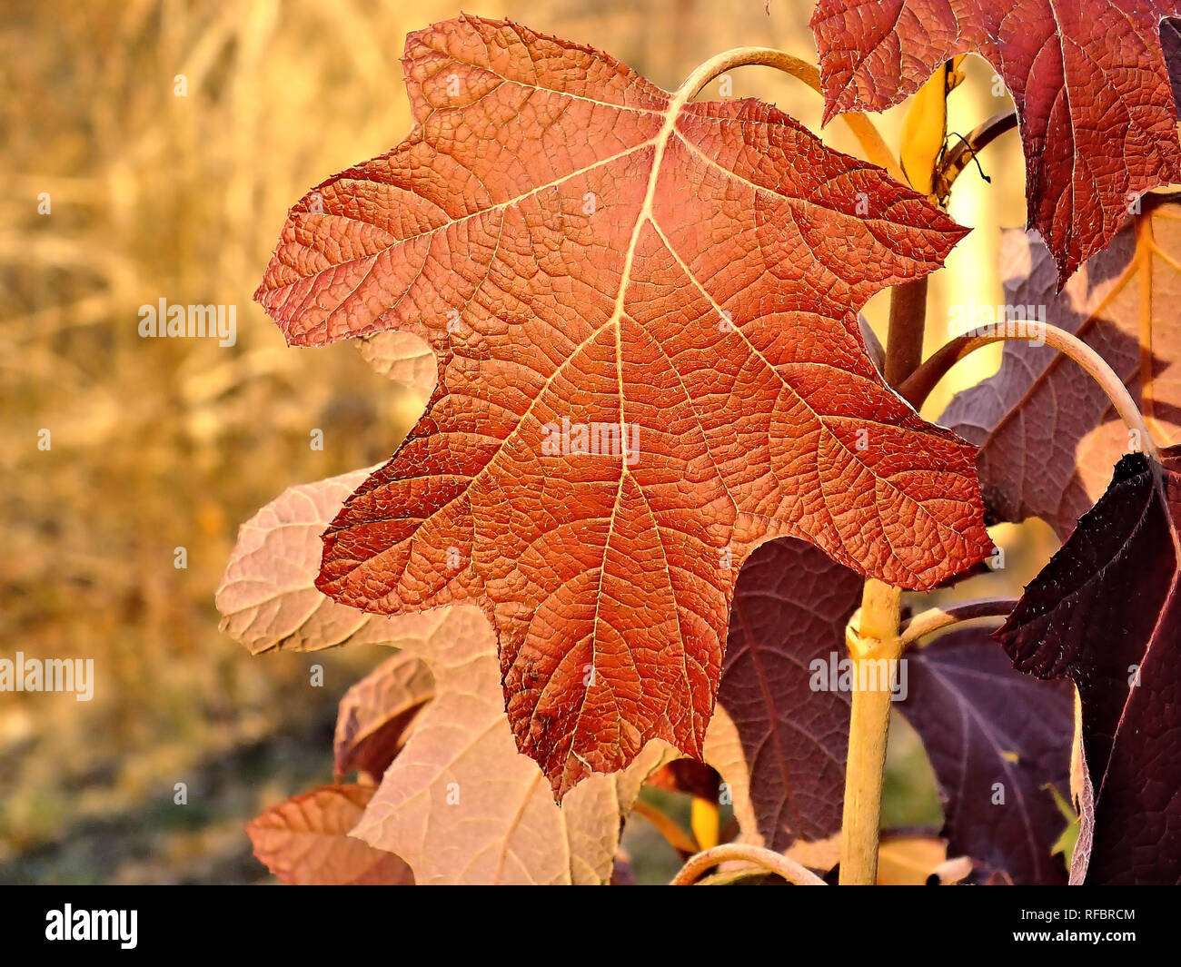 Single Herbst Blätter closeup Stockfoto