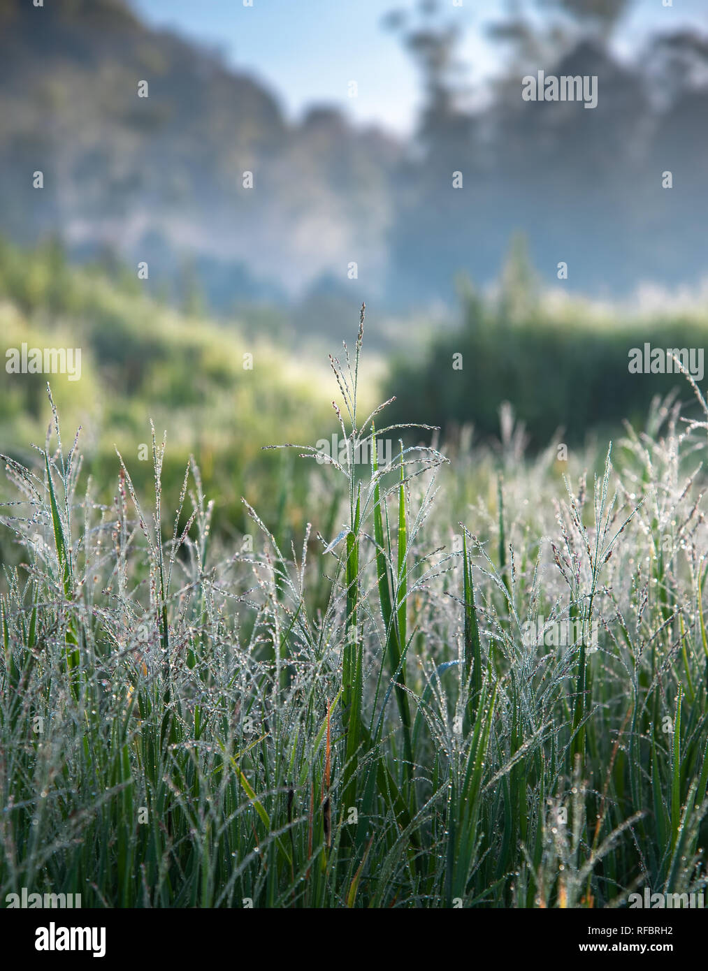 Nasses Gras mit Tau am Morgen mit Blur die Berge und grüne Wiese im Hintergrund. Selektive konzentrieren. Stockfoto