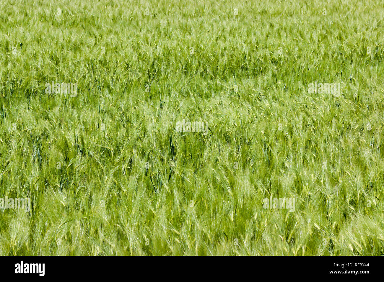 Roggen grünes Feld auf dem landwirtschaftlichen Gebiet auf der Straße Stockfoto