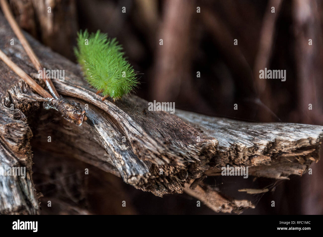 Grüne raupe mit stachel als falter Fotos und Bildmaterial in hoher Auflösung Alamy