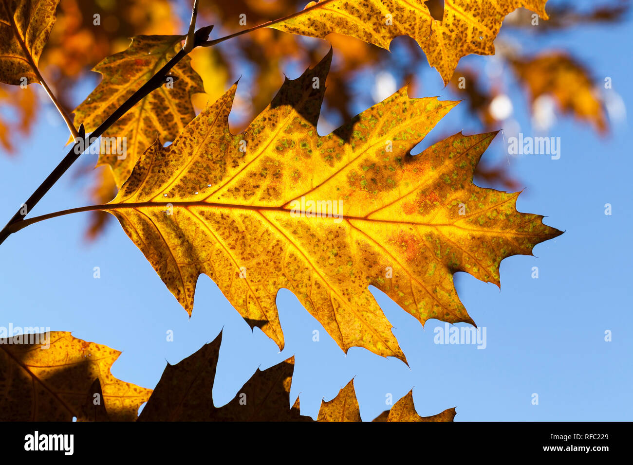 Mehrere eiche Blätter im Herbst, eine schöne satte Farben, Nahaufnahme im Park Stockfoto