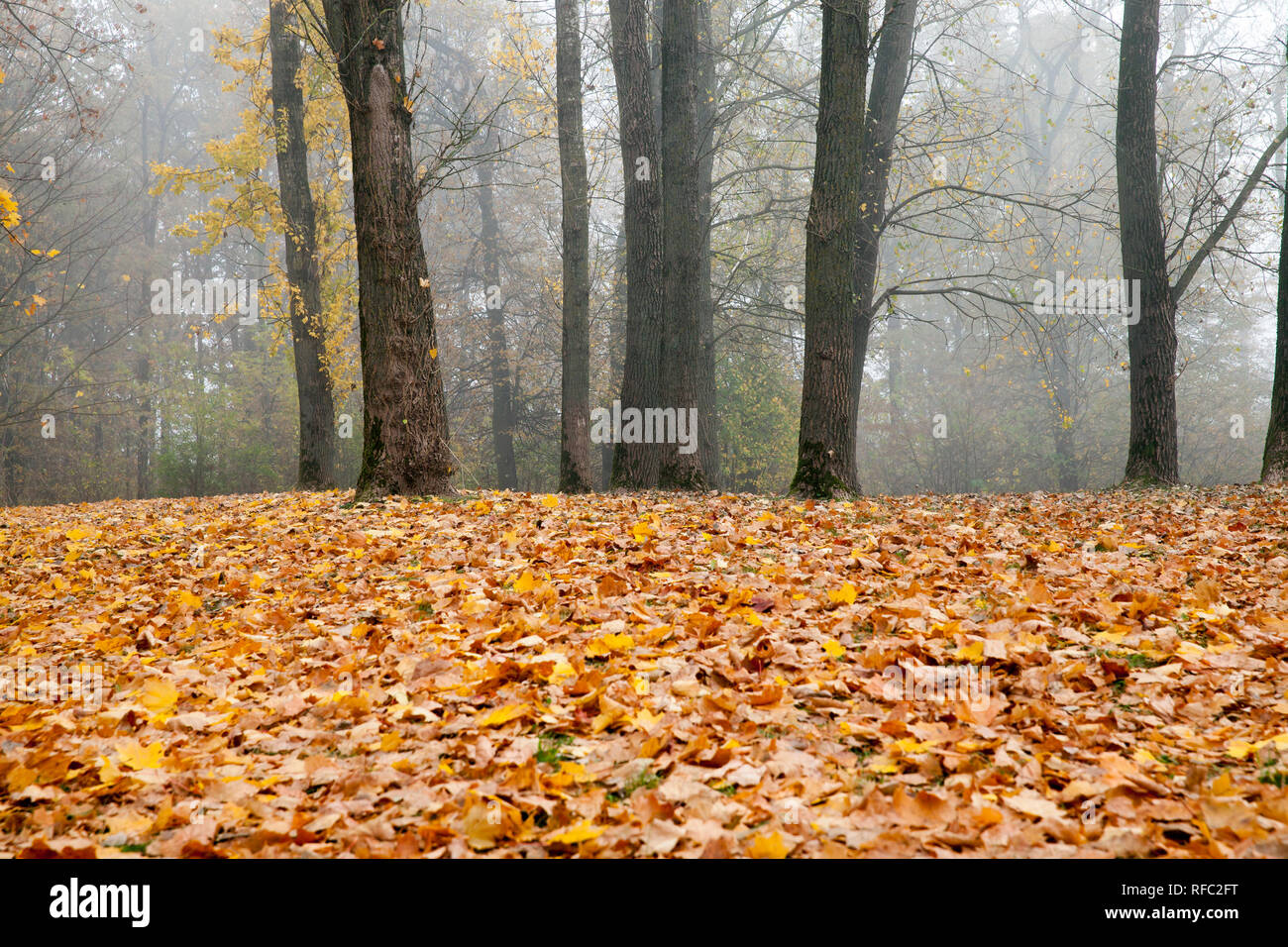 Laubbäume im Herbst Park, nebligen Wetter Mitte Herbst bedeckt Stockfoto