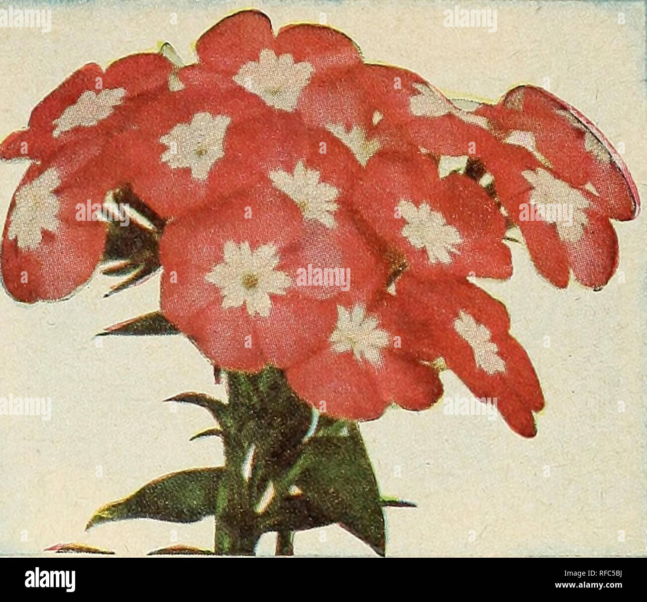 . [Katalog]: Frühjahr 1957. Baumschulen (Gartenbau) North Carolina Raleigh Kataloge; Baumschulen North Carolina Raleigh Kataloge; Samen North Carolina Raleigh Kataloge, Leuchtmittel (Pflanzen) North Carolina Raleigh Kataloge; Gemüse North Carolina Raleigh Kataloge; Gartenarbeit Nort. 1875 Pansy, Schweizer Riese gemischt Qiant PanHe^ Säen in Betten oder Kisten von August bis November. Nur geringfügigen Schutz in extremen Wetter benötigt. Wenn Pflanzen haben 4 bis 5 Blätter transplant 8 Zoll zu 1 Fuß auseinander in stark gedüngt Bett und gut gewässert. Ein Rückgang der Aussaat Blumen ab Dezember zu produzieren Stockfoto