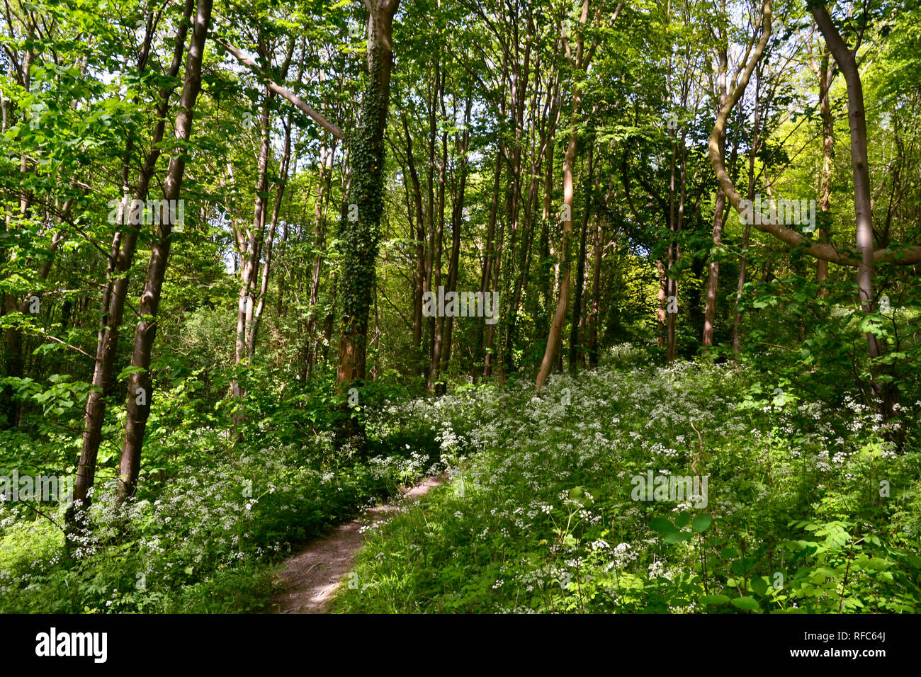 Anschluss durch die Bürste Hill Nature Reserve, Princes Risborough, Buckinghamshire, Großbritannien. Stockfoto