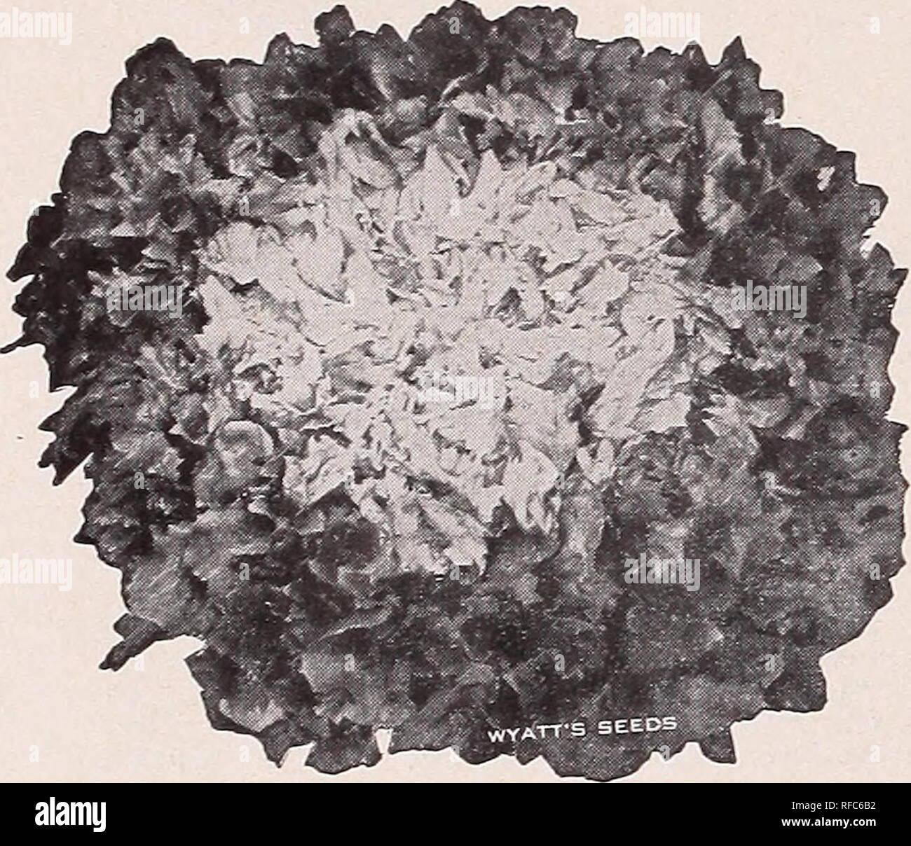 . [Katalog]: Frühjahr 1950. Baumschulen (Gartenbau) North Carolina Raleigh Kataloge; Baumschulen North Carolina Raleigh Kataloge; Samen North Carolina Raleigh Kataloge, Leuchtmittel (Pflanzen) North Carolina Raleigh Kataloge; Gemüse North Carolina Raleigh Kataloge; Gartenarbeit Nort. Â RFA-s e e os 358 Lauch, Amerikanische. 319 Endivien, Grün gewellt WURZELN SPARGEL WURZELN KULTUR: Dig oder Pflug aus einem Graben 18 bis 24 Zentimeter tief, in zahlreichen gut verrottetem Dünger, die Sie mit ein paar Zentimeter des Bodens, und stellen Sie dann die Wurzeln Iy 2 bis 2 Meter auseinander und mit 4 Zoll Erde abdecken. Im Herbst abgeschnitten und Stockfoto