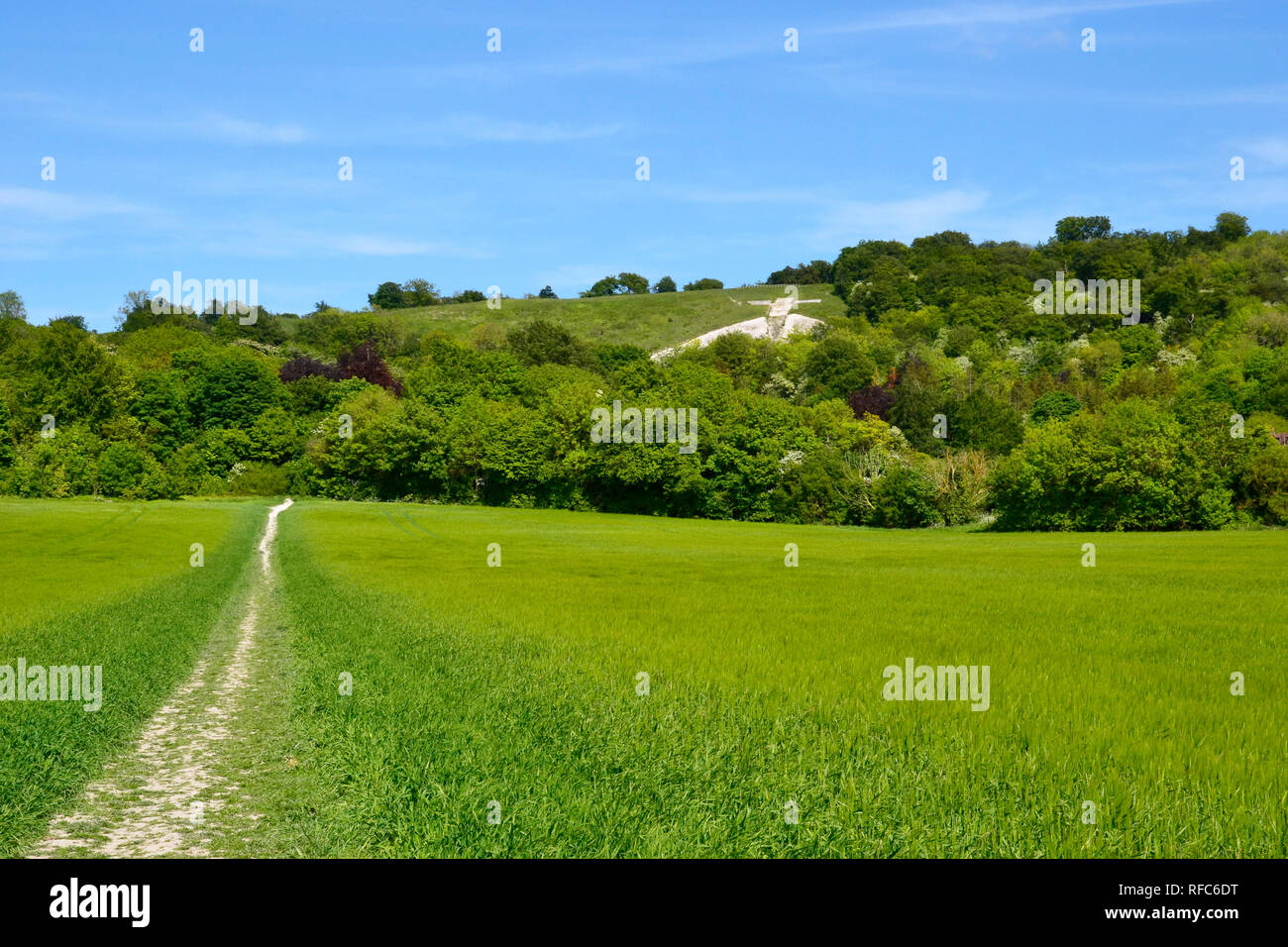 Blick auf Whiteleaf Kreuz aus dem Feld in der Nähe der Icknield Way, Princes Risborough, Buckinghamshire, Großbritannien. Stockfoto