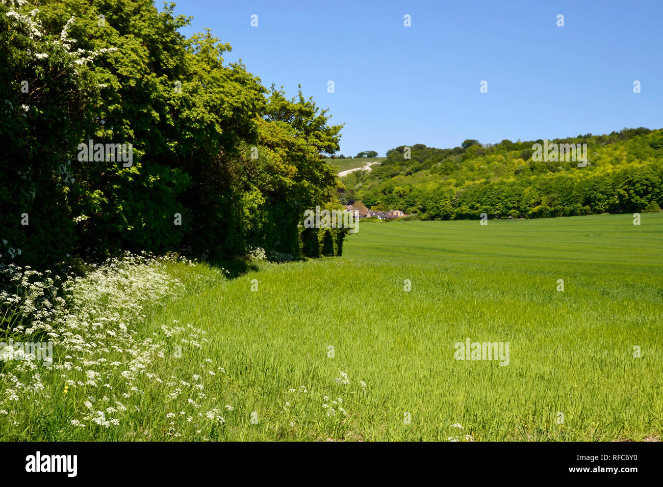 Blick auf Whiteleaf Kreuz aus dem Feld in der Nähe der Icknield Way, Princes Risborough, Buckinghamshire, Großbritannien. Stockfoto