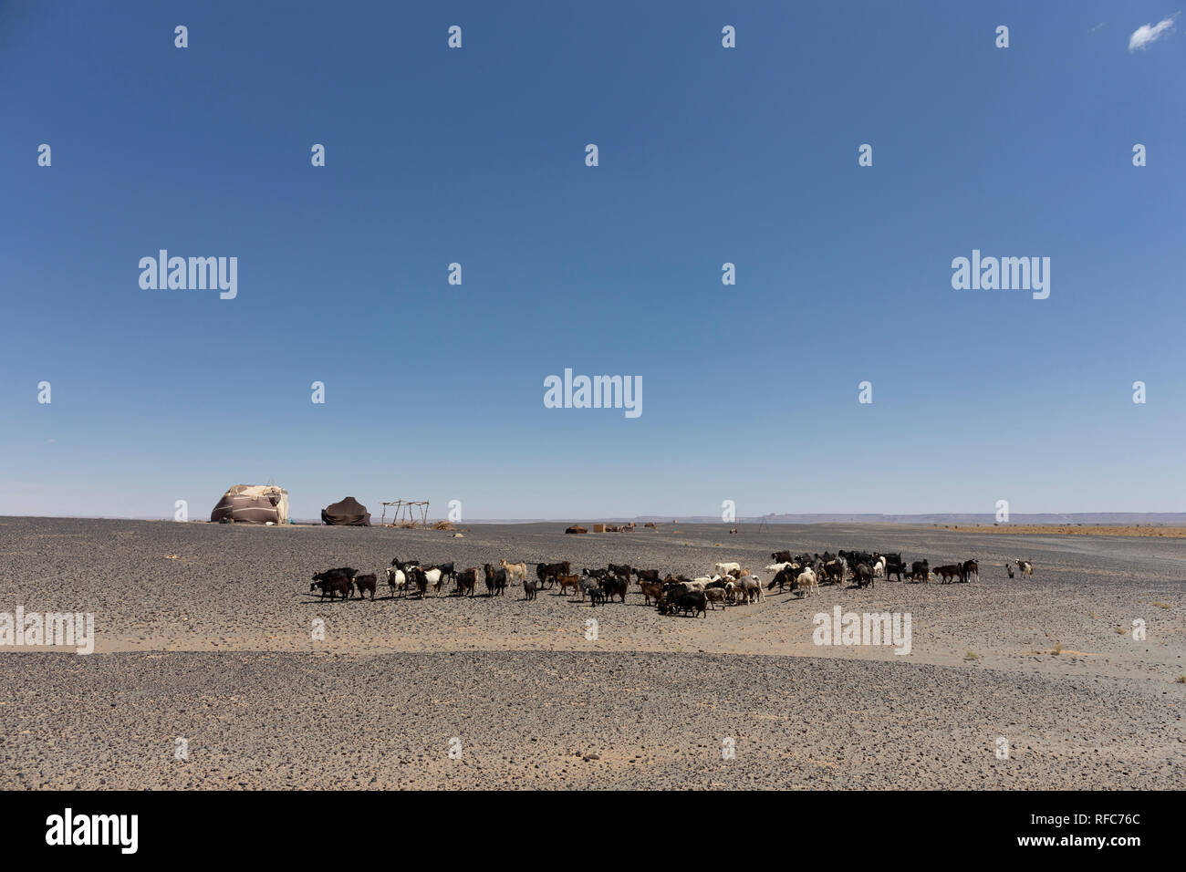 Herde von Ziegen der Beduinen in der Wüste Marokkos, Sahara Stockfoto