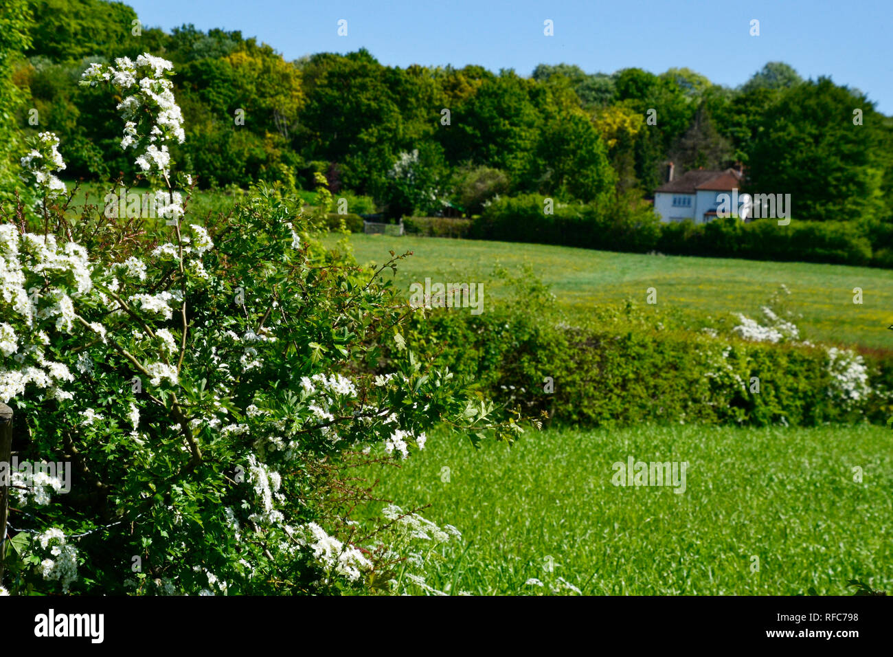 Frühling Landschaft Bürste an Hill Nature Reserve und der Icknield Way, Princes Risborough, Buckinghamshire, Großbritannien. Stockfoto