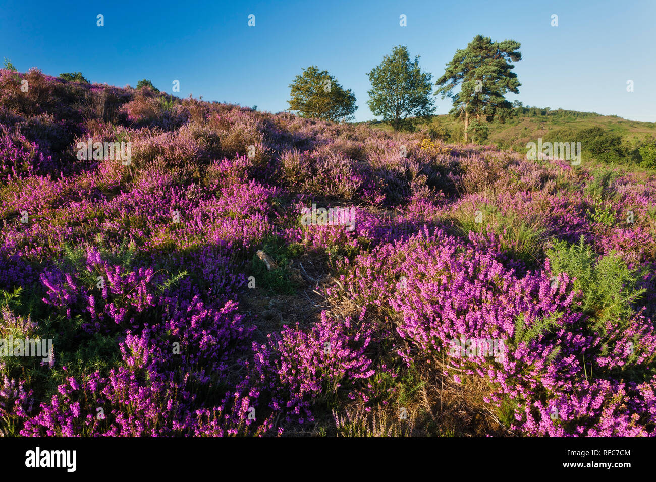 Glockenheide (Erica cinerea) in voller Blüte auf Tiefland Heide, Caesar's Camp, Aldershot, Hampshire, England, Großbritannien Stockfoto