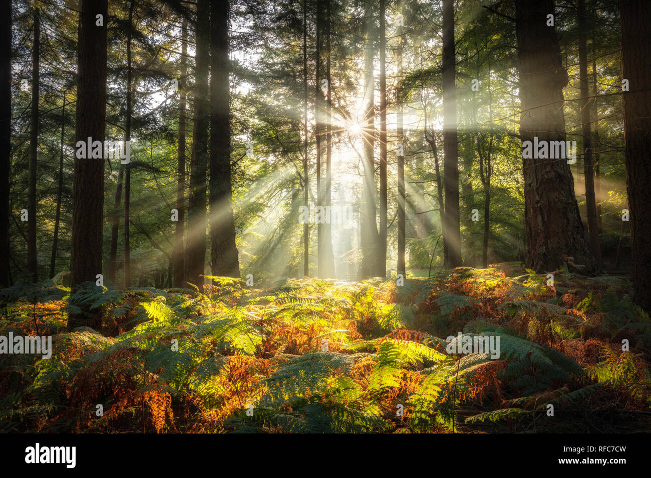 Bolderwood, New Forest National Park, Hampshire, England, Großbritannien Stockfoto
