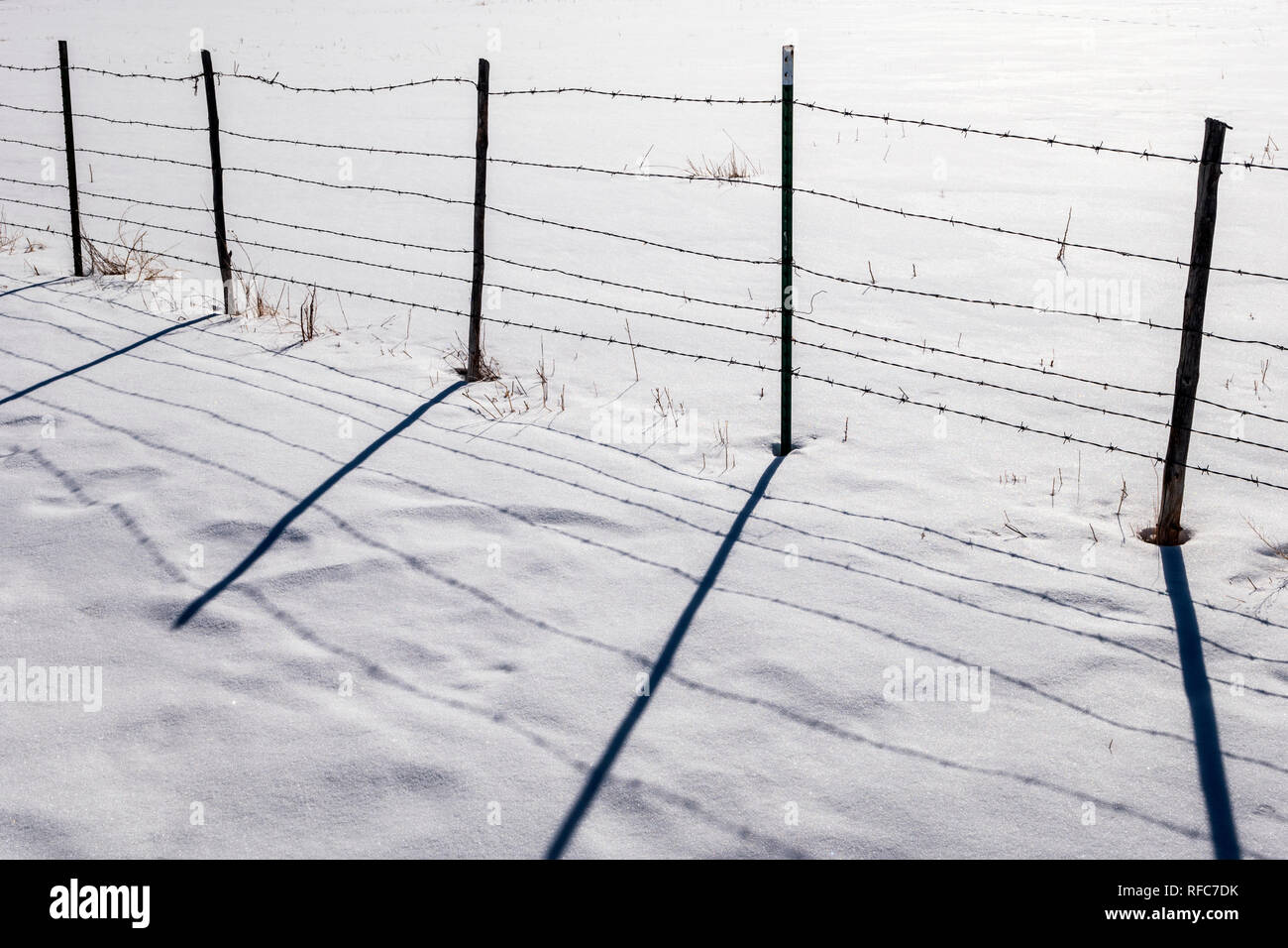 Stacheldraht zaun wirft Schatten auf Neuschnee; Vandaveer Ranch; Salida, Colorado, USA Stockfoto