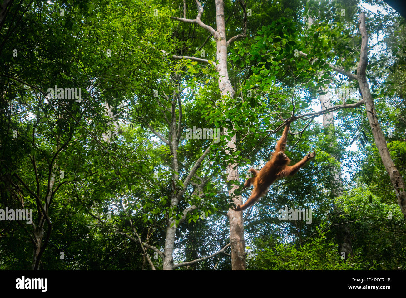 Orang-utan im Dschungel portrait. Semi-wilden weiblichen Orang-utan im Dschungel Regenwald von Bukit Lawang, Nord Sumatra, Indonesien. Stockfoto