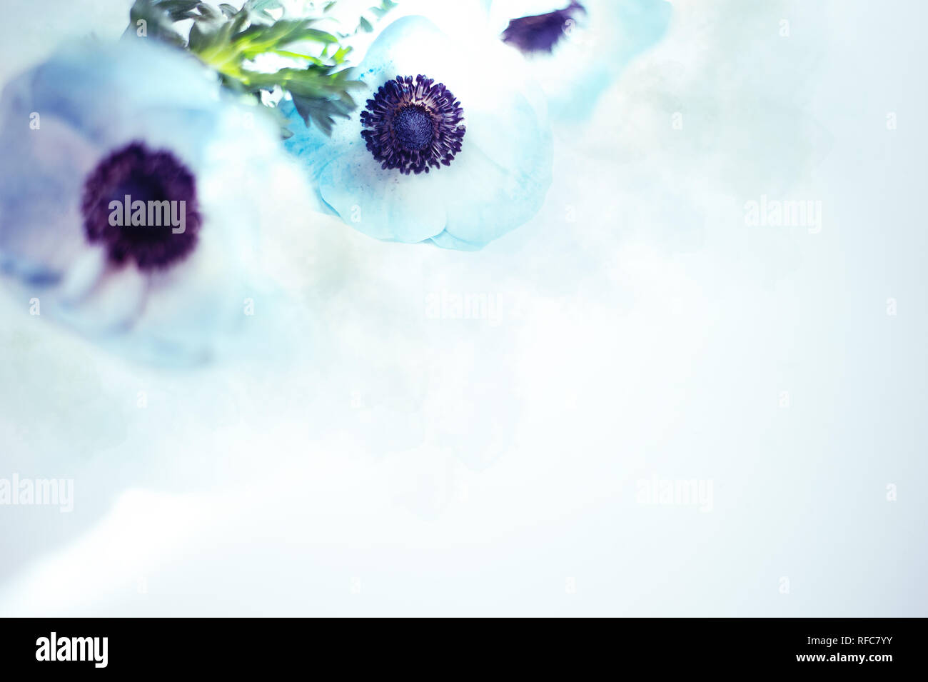 Anemona Blüte blau Stockfoto