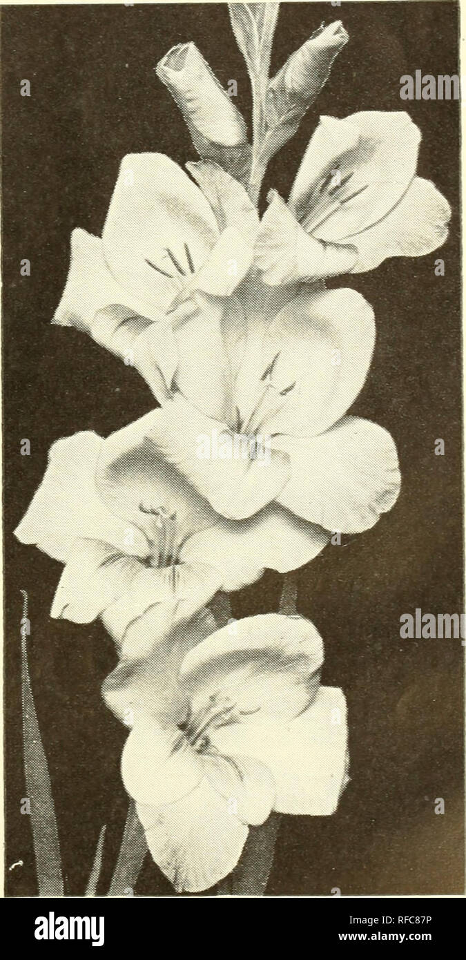 . Katalog 1945.. Samen Kataloge Kataloge; Gemüse; Blumen; Pflanzen Kataloge Kataloge; Gartengeräte und Zubehör Kataloge. Anlage GLÜHLAMPEN FÜR GARTEN SCHÖNHEIT! Ich! Tuberose dahlien Pflanzen wachsen von 3 bis 4 m hoch und blüht im Sommer. Einige der Blüten sind immens - alle sind gut für den Schnitt. Wurzeln sollten bei der ersten Gefahr von Frost getroffen werden und in einem warmen, trockenen Ort Dauer gespeichert - ing im Winter. Bei der Pflanzung im Frühjahr, eine sonnige Lage ist de-sirable, mit viel Platz und Luft. Dig Erde, gut abtropfen, verwenden Sie nur Yigoro oder gut-rot - ted, sterilisiert zu düngen. Stockfoto