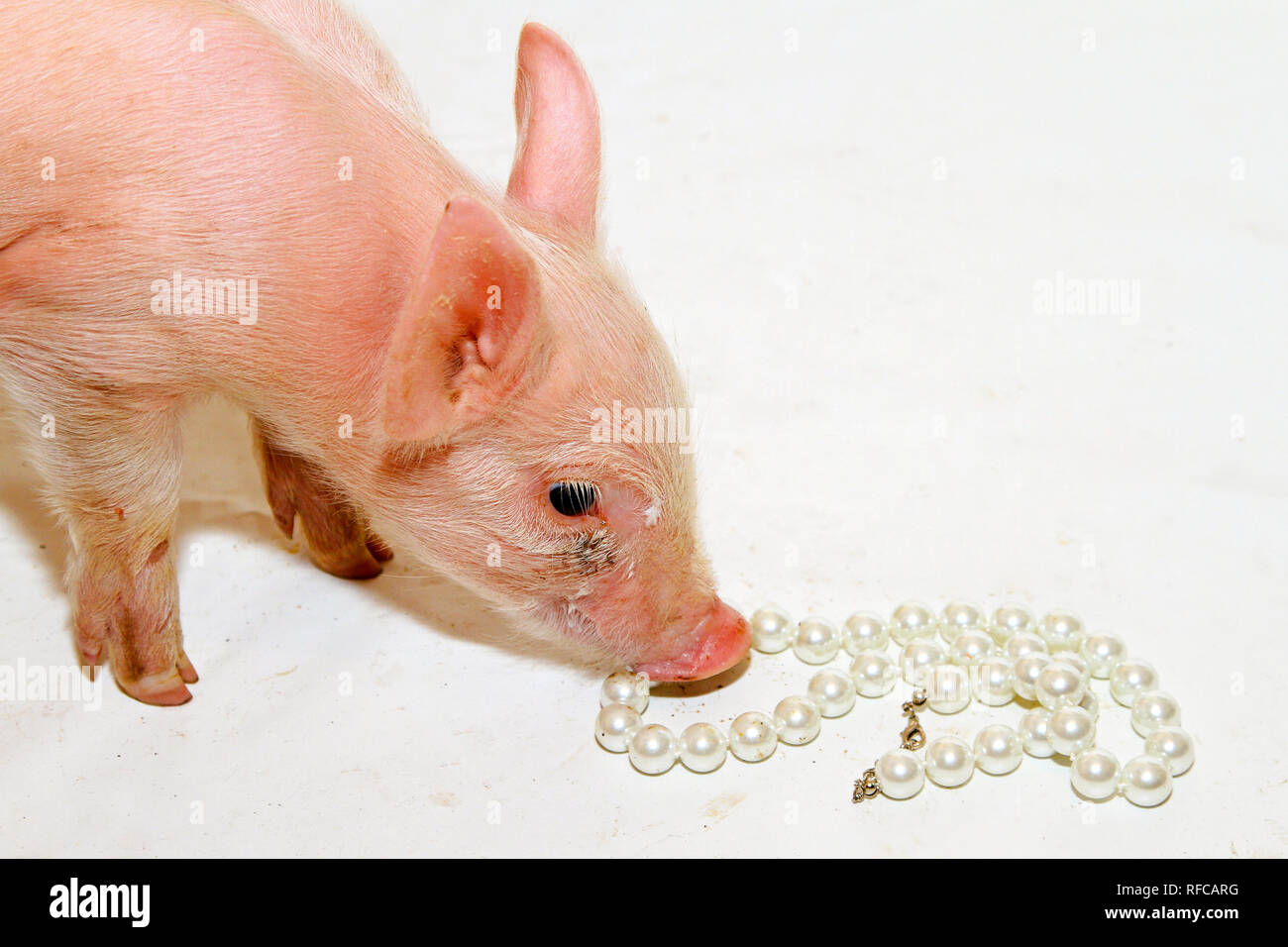 Perlen vor die Säue alte Zitat aus der Bibel Stockfotografie - Alamy