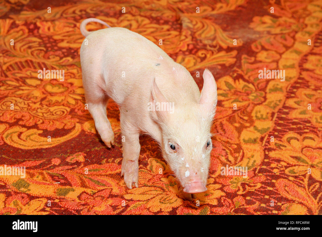 Kleines Baby piglet Pet an der Decke posing Stockfoto