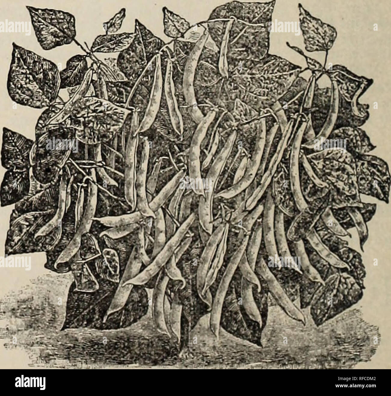 . 1899 Preisliste und Katalog von Saatgut, Pflanzen und Bäume von jeder Beschreibung: Düngemittel, Pflanzkartoffeln, Geflügel- und Gartengeräte. Baumschulen Tennessee Memphis Kataloge; Pflanzen von Zierpflanzenarten Kataloge Kataloge; Obst; Gemüse; Gräser, Samen Samen Kataloge Kataloge; landwirtschaftliche Arbeitsgeräte Kataloge. Zwerg DEUTSCH ODER SCHWARZ WACHS BOHNEN.. SADDLEBACK WAX BEAN.. Bitte beachten Sie, dass diese Bilder sind von der gescannten Seite Bilder, die digital für die Lesbarkeit verbessert haben mögen - Färbung und Aussehen dieser Abbildungen können nicht perfekt dem Original ähneln. extrahiert. Otto Sc Stockfoto
