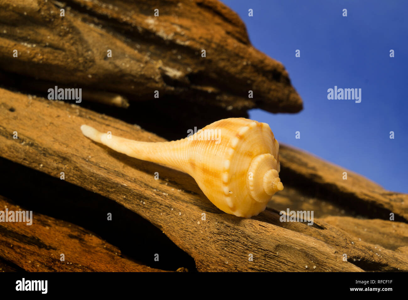 Wellhornschnecken Shell angezeigt auf einem Stück Treibholz, die beide in den Golf von Mexiko in Gulf Shores, Alabama gefunden. Stockfoto