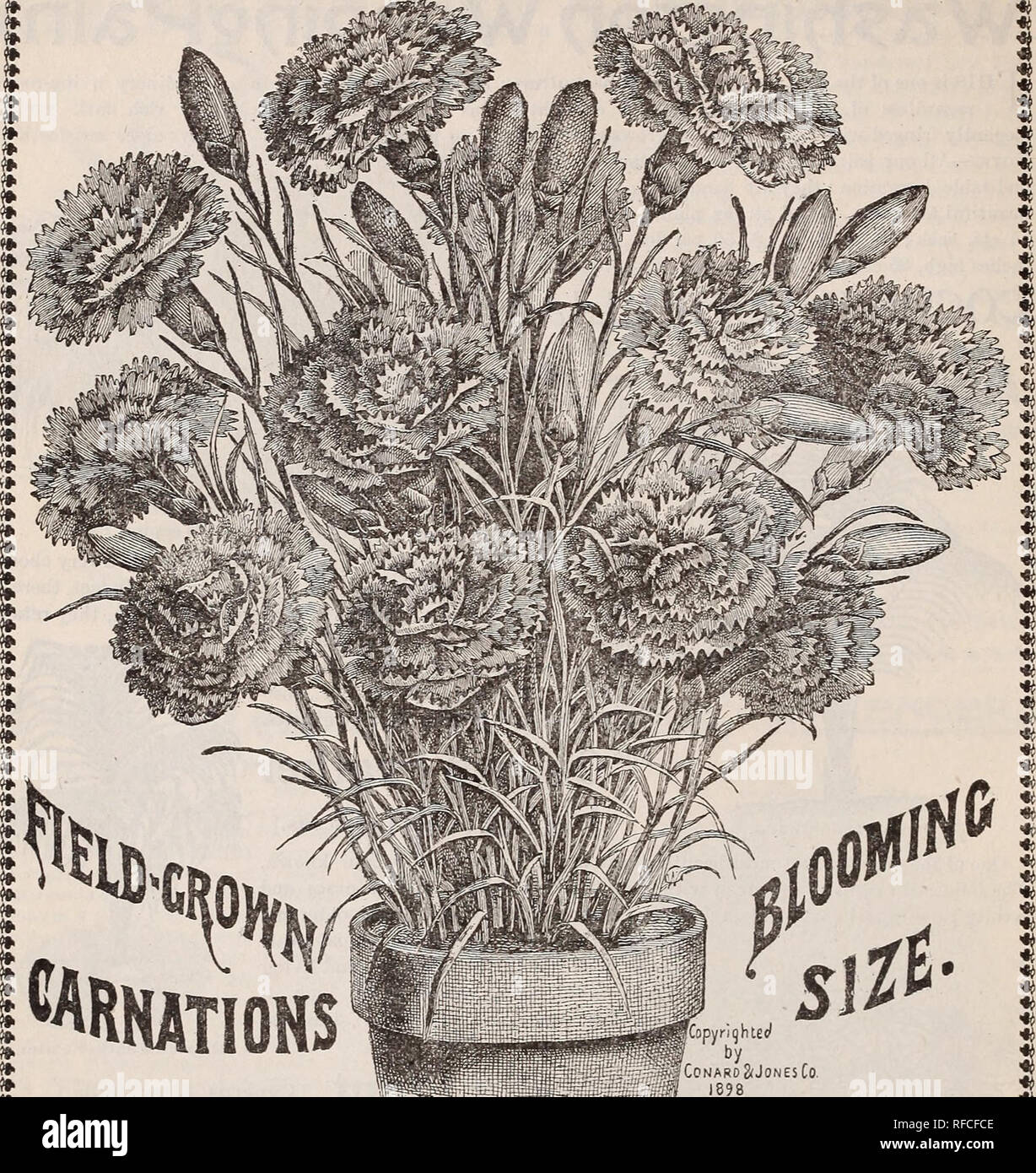 Herbst 1898 Neue Florale Guide Blumenzwiebeln Rosen Und Andere