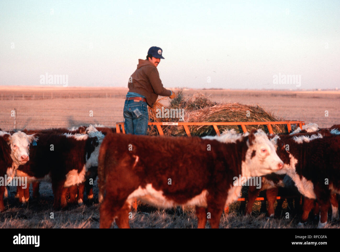 1976, Ranch Hand Feeding Rinder im Winter, MT, USA Stockfoto