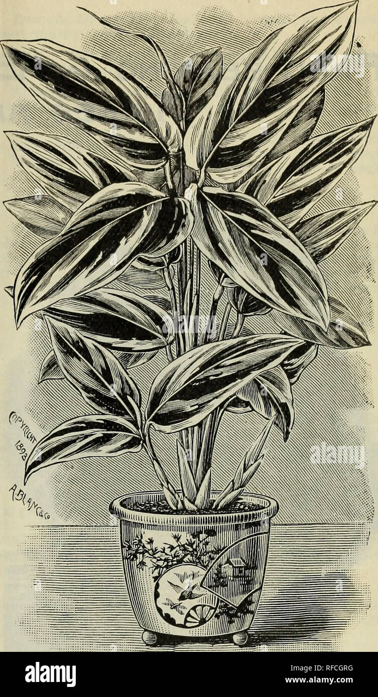 . Gewächshaus- und Freilandpflanzen: Frühjahr 1897, Katalog Nr. 2. Freilandpflanze Sämlinge Kataloge; Gewächshaus Pflanzen Sämlinge Kataloge; Baumschulen Gartenbau Georgia Augusta Kataloge; Baumschulen Georgia Augusta Kataloge; Bäume Kataloge. Dekorative PFLANZEN UND ZIERGRÄSER. • • 19 Papyrus-. Antiquorum. Die wahre "Ägyptischen Papier Anlage." produziert Stiele 4 bis 6 Fuß lang, an der Spitze ein Büschel Langen, Faden-wie Blätter unterstützen; eine höchst anmutige Pflanze. Es kann als eine aquatische oder als Topfpflanze, die sehr reichen Boden angebaut werden. Es ist super, wenn sie richtig im Wasser platziert - Lily Stockfoto